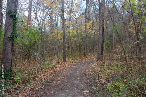 The autumn trail in the forest.