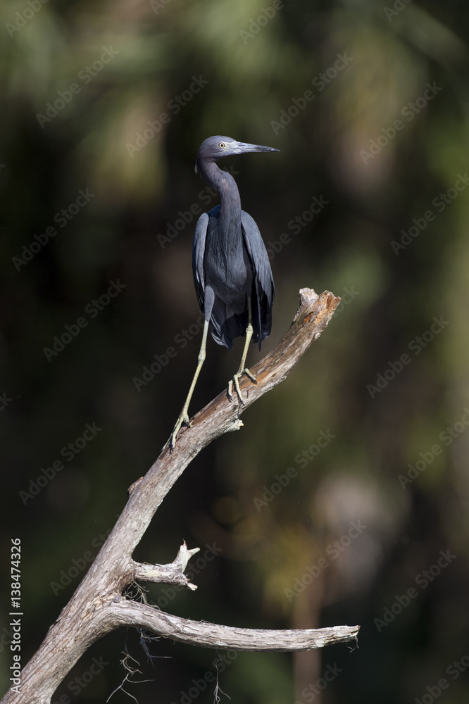 Obraz premium An adult Little Blue Heron perches on a dead tree on a bright sunny day with a darker background.