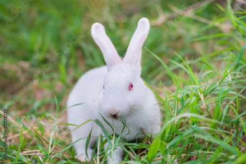 White rabbit on green grass.