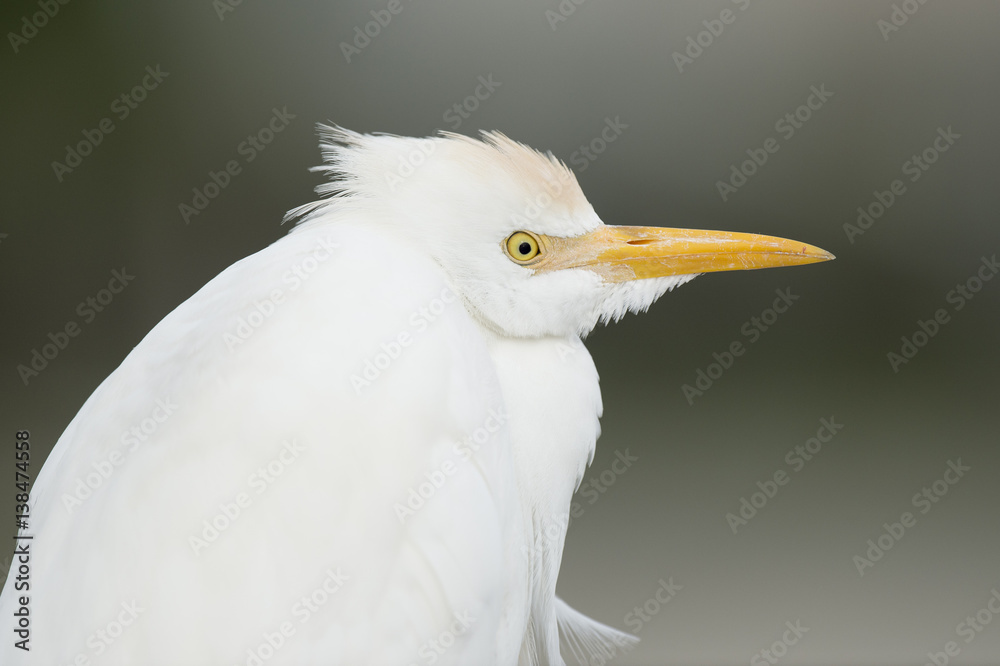 A close up portrait of a Cattle Egret in front of a smooth green background with soft overcast light. A close up portrait of a Cattle Egret in front of a smooth green background with soft overcast light.