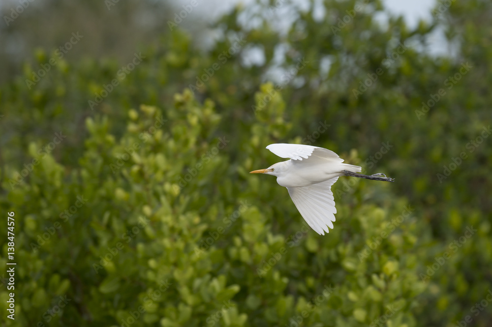 A white Cattle Egret flies in front of a bright green tree background in soft overcast light. A white Cattle Egret flies in front of a bright green tree background in soft overcast light.