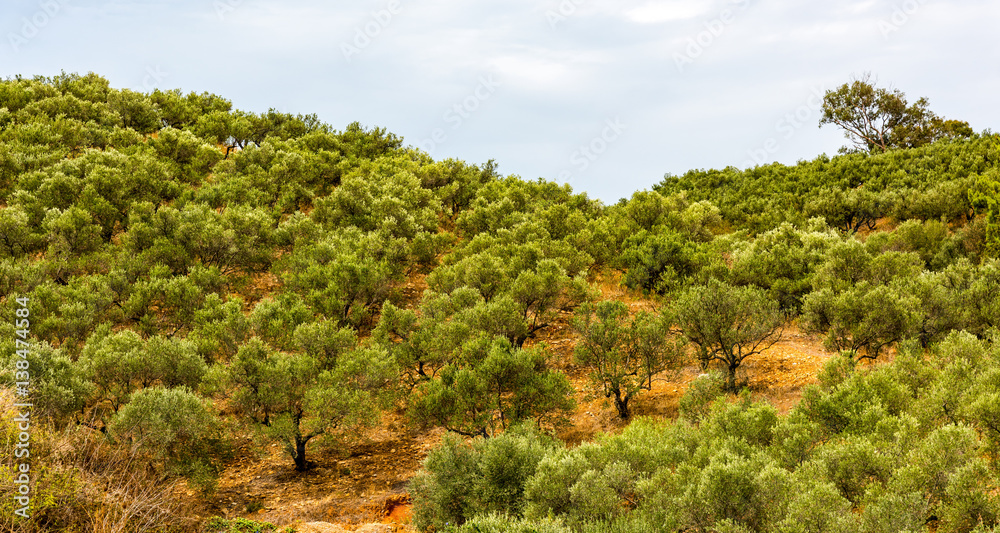 Olivenbaumhain, Olivenbäume (Olea europaea)