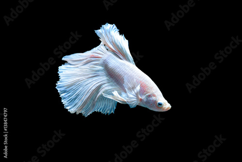 Pink fighting fish isolated on black background
