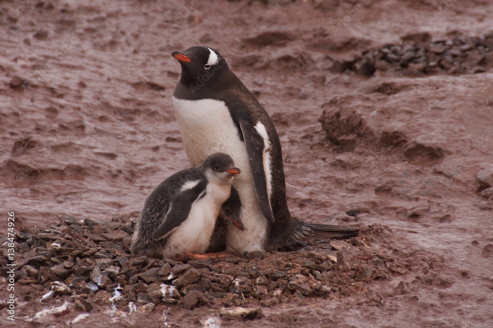 Obraz premium Gentoo penguin family on Cuverville Island in Antarctica