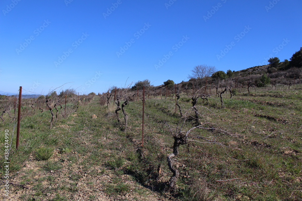 paysage viticole vigne 