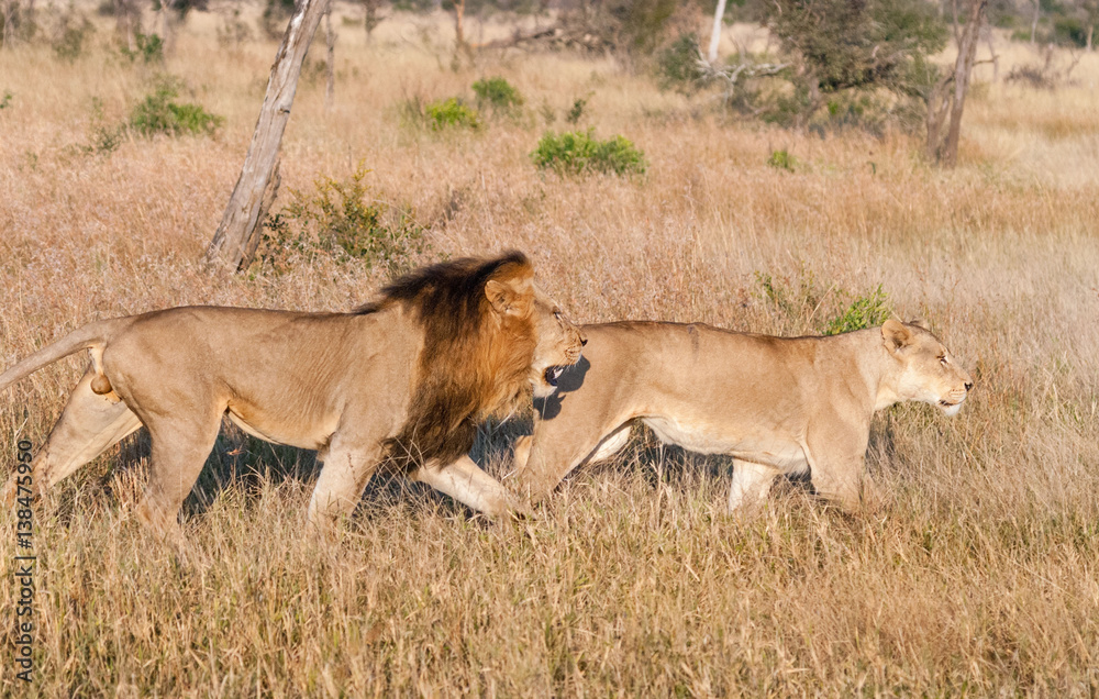 Pair of lions hunting at Kruger Narional Park, South Africa Pair of lions hunting at Kruger Narional Park, South Africa