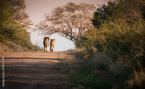 Two lions on path at Kruger Narional Park, South Africa photo