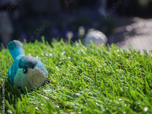 blue bird on green grass photo