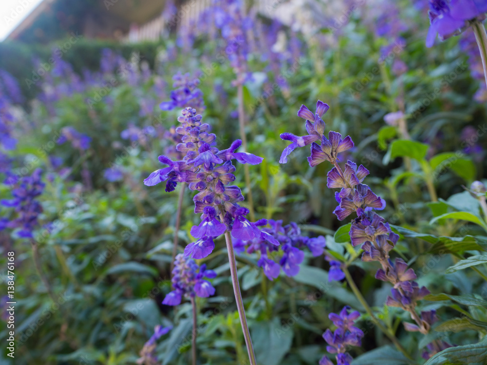 Closeup image of violet lavender flowers in the field Closeup image of violet lavender flowers in the field