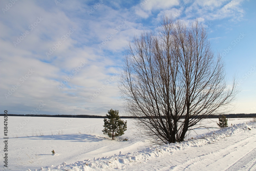 A single tree on a white snowy field. Winter. A single tree on a white snowy field. Winter.