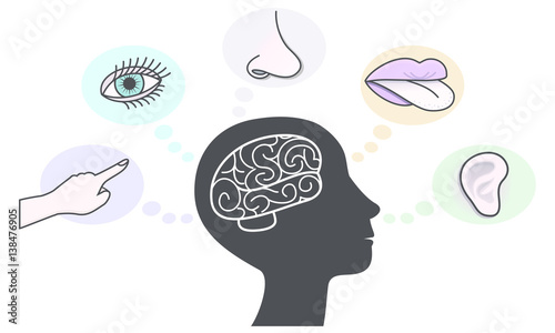 Five Human Senses and Brain Illustration