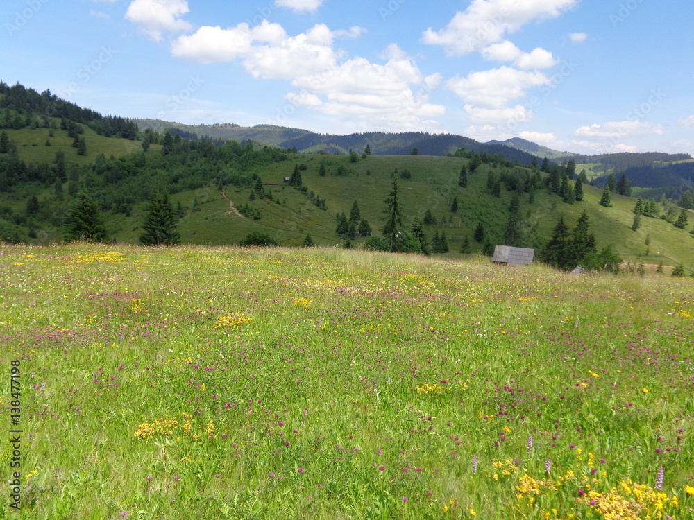 Rare hay meadows in Transylvania
