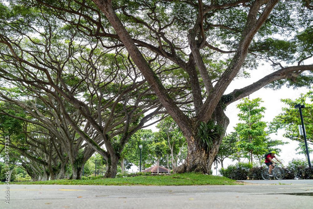 large green tree in the East Coast Park, Singapore large green tree in the East Coast Park, Singapore