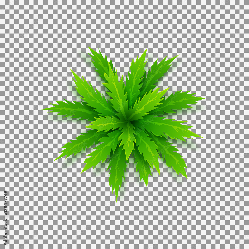 Fototapeta premium Vector palm tree isolated on transparent backdrop. Top view on green cartoon palm tree. Vector illustration.