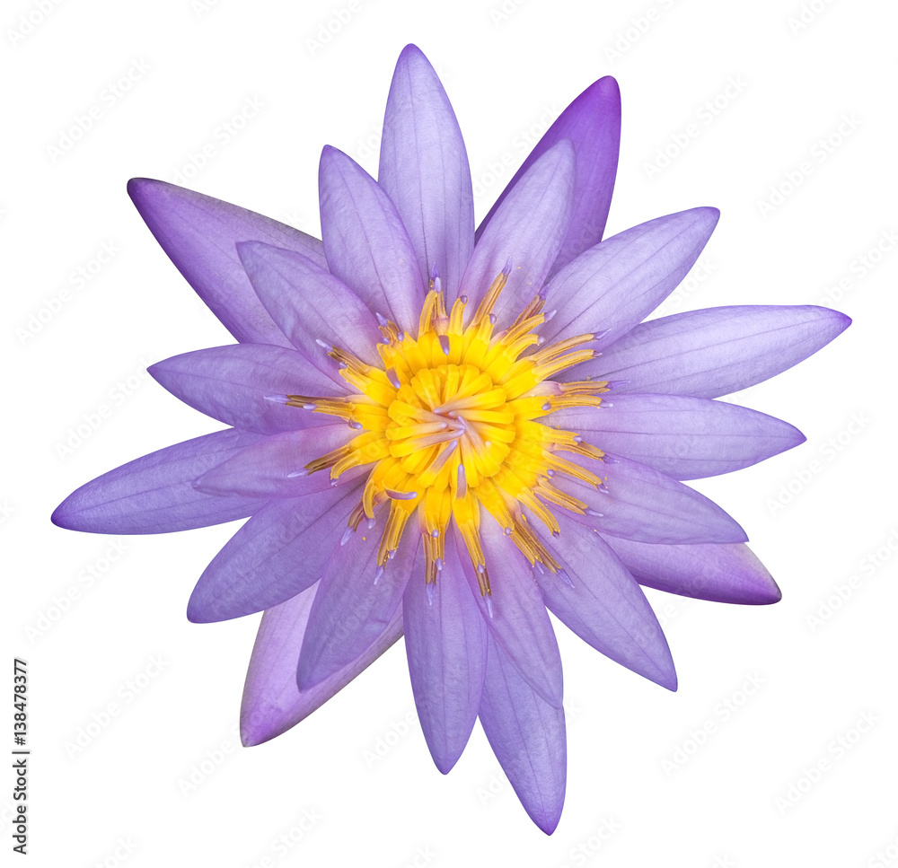 Purple lotus flower isolated on white background, clipping path included