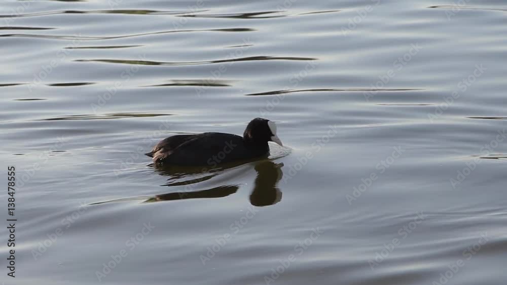 Beautiful Coots on Stowe Pool water natural backgrounds Beautiful Coots on Stowe Pool water natural backgrounds