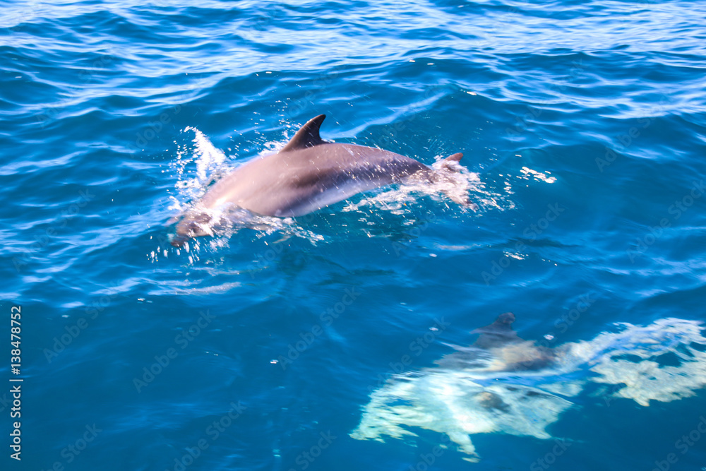 Obraz premium Spielende und springende Delfine vor der Küste von Madeira