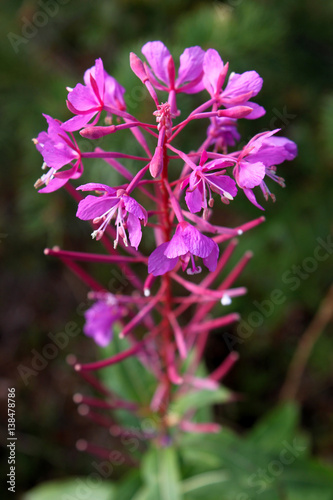 violette bl  hende Blume in Norwegen  Schmalbl  ttriges Weidenr  schen  Nachtkerzengew  chs   Epilobium angustifolium  Onagraceae  