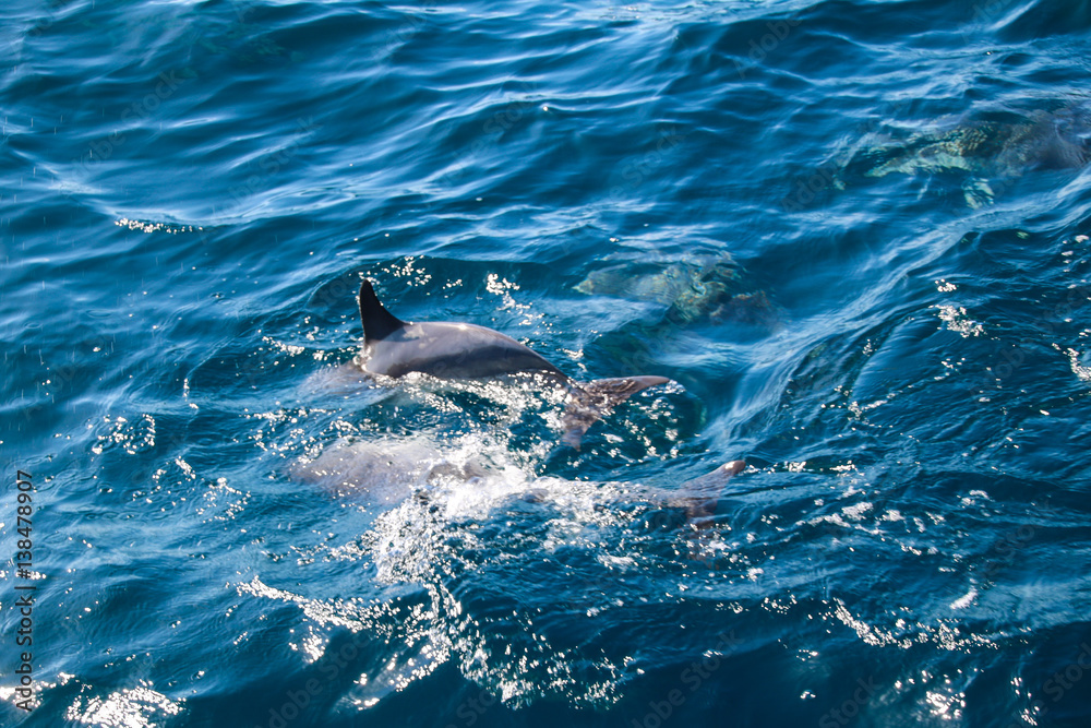 Obraz premium Spielende und springende Delfine vor der Küste von Madeira