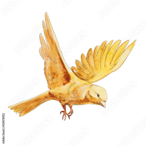 Watercolor yellow canary flying and  isolated on white background. yellow natural bird