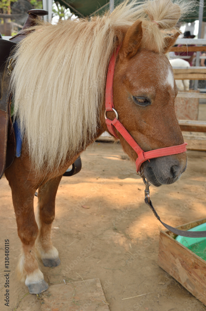 Fototapeta premium Dwarf horse in a farm