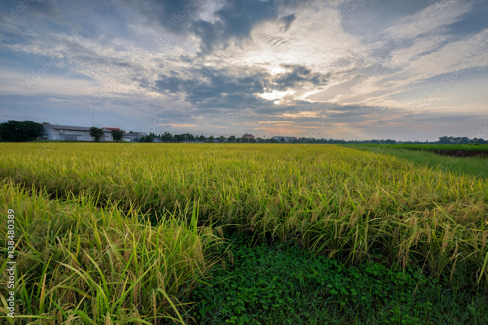 Rice field at sunset time