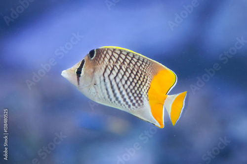 Pearlscale butterflyfish (Chaetodon xanthurus) photo