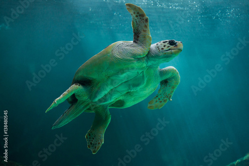 Loggerhead sea turtle (Caretta caretta).