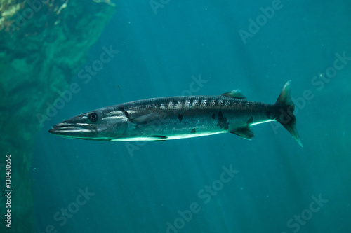 Obraz na plátne Great barracuda (Sphyraena barracuda)