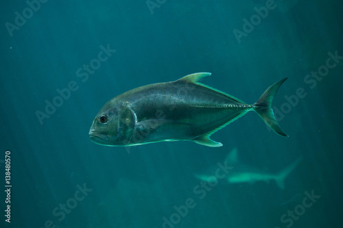 Golden trevally (Gnathanodon speciosus).