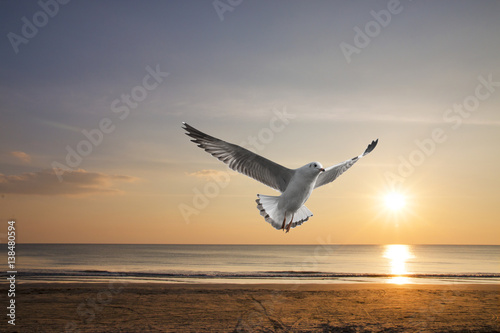Seagull flying with beautiful sea of summer background and sunset in the evening time.