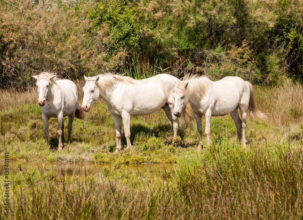 Bouches-du-Rhone; France, Europe. June 2103. Camargue horses at Bouches-du-Rhone; France, Europe Bouches-du-Rhone; France, Europe. June 2103. Camargue horses at Bouches-du-Rhone; France, Europe