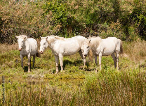 Bouches-du-Rhone; France, Europe. June 2103. Camargue horses at Bouches-du-Rhone; France, Europe