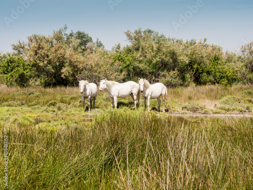 Bouches-du-Rhone; France, Europe. June 2103. Camargue horses at Bouches-du-Rhone; France, Europe