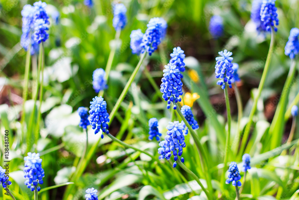Blue Grape Hyacinth flowers in blossom garden. Spring background. Selective focus. Blue Grape Hyacinth flowers in blossom garden. Spring background. Selective focus.