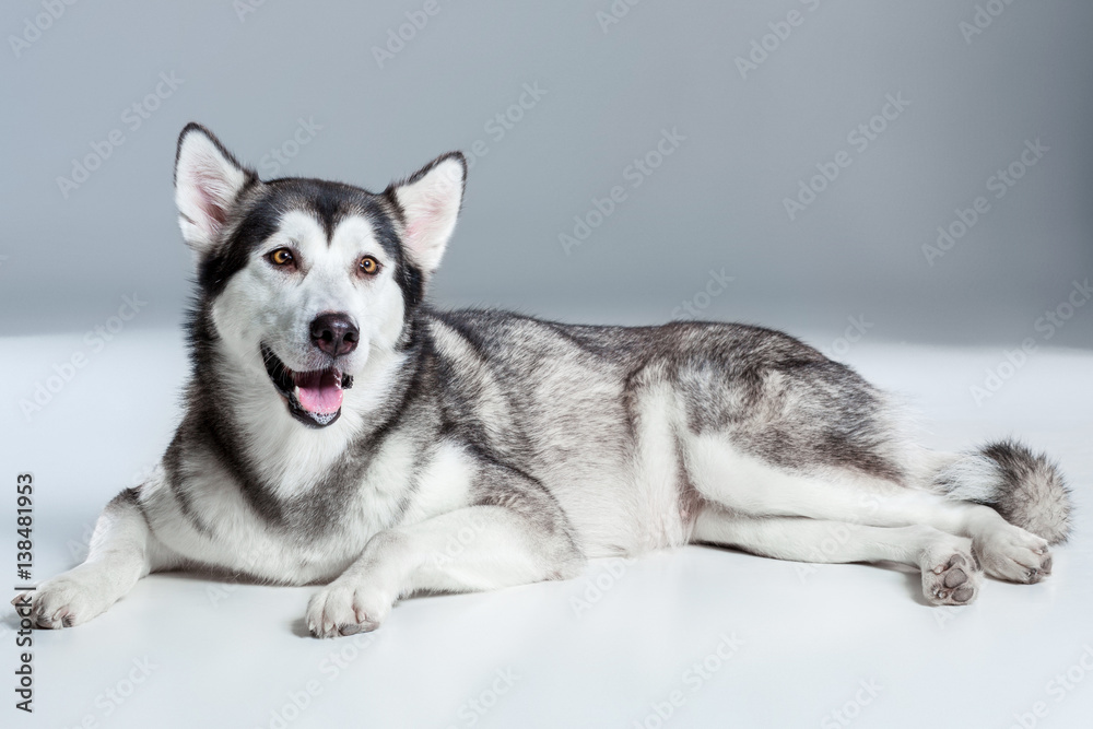 Alaskan Malamute lying and looking at the camera, sticking the tongue out, on gray background