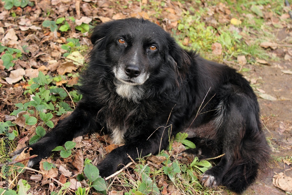 Fototapeta premium Black dog outdoors