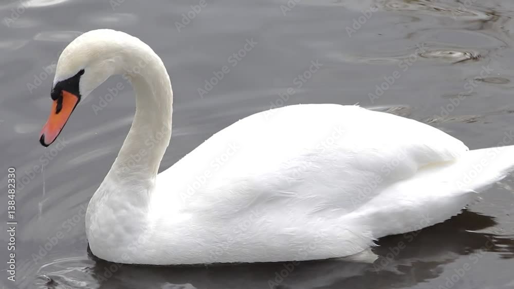 Beautiful Family of Swans and Cygnets with Ducks in River Beautiful Family of Swans and Cygnets with Ducks in River