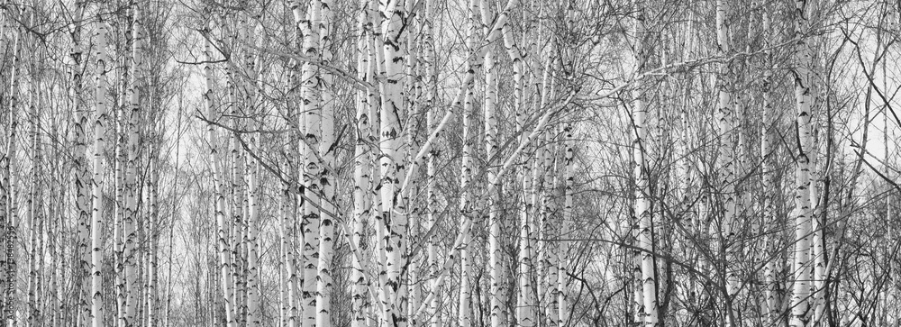 Beautiful landscape with birches. Black and white panorama with birches in retro style. Birch grove in autumn. The trunks of birch trees. Black and white panoramic photo of birch trunks.