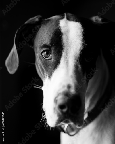 Black and white portrait of a great dane.