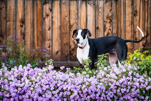 Great dane dog standing in flowering purple lantana.