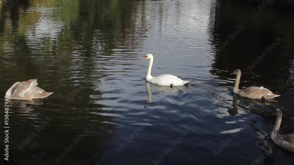 Tilt from Family of Swans and Cygnets Swimming to Historic Lichfield Cathedral Beautiful View Across River and Park