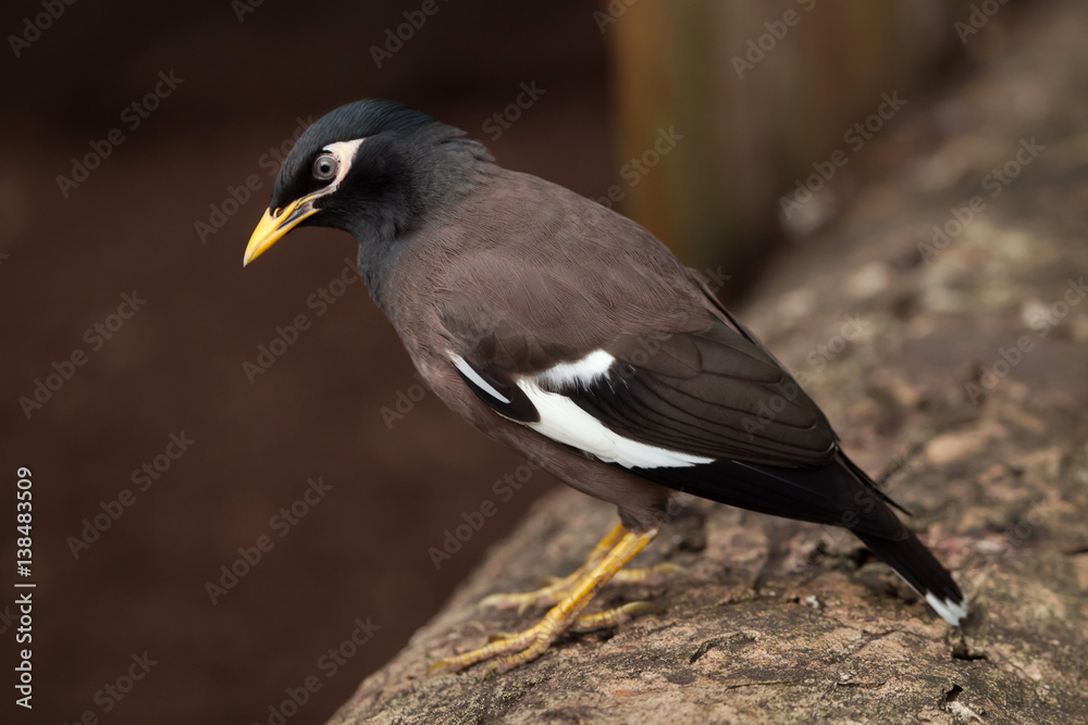 Fototapeta premium Common myna (Acridotheres tristis)