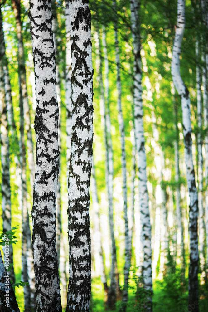 summer in sunny birch forest summer in sunny birch forest