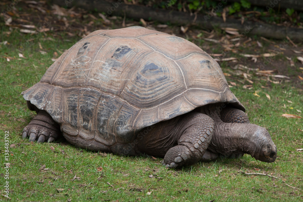Fototapeta premium Aldabra giant tortoise (Aldabrachelys gigantea)