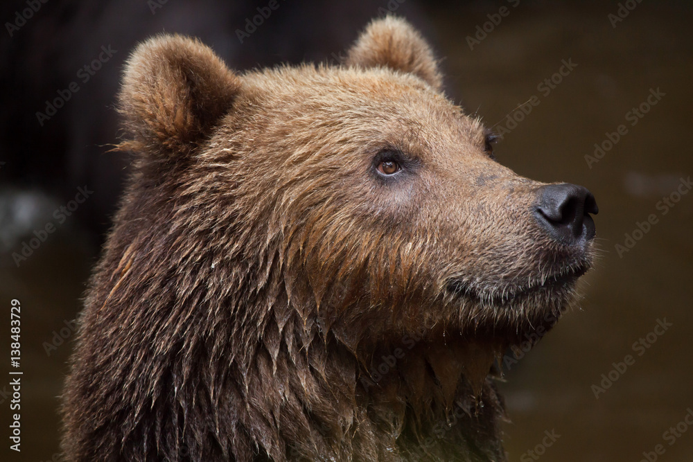 Kamchatka brown bear (Ursus arctos beringianus)