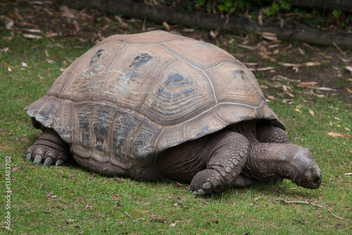 Aldabra giant tortoise (Aldabrachelys gigantea)