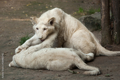 White lion  Panthera leo krugeri .