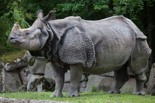 Indian rhinoceros  Rhinoceros unicornis .