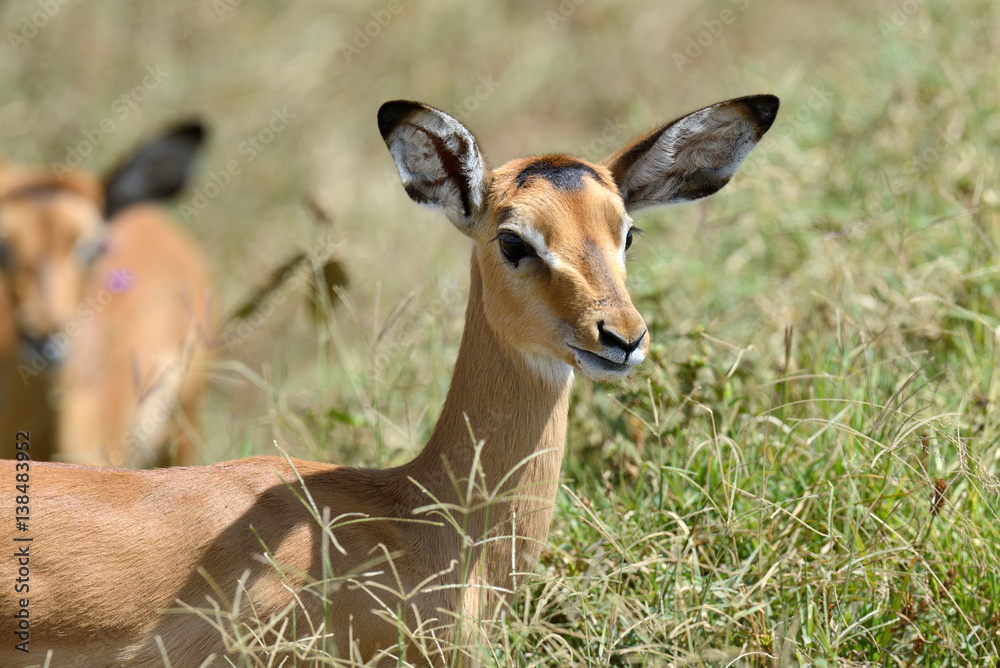 Impala on savanna in Africa Impala on savanna in Africa